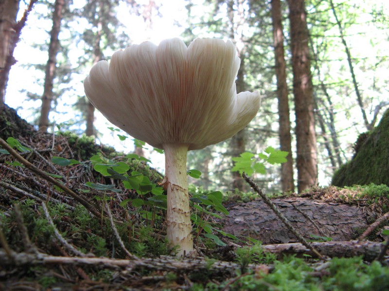 Per chi si vuol divertire!